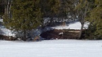 deer 1