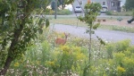 deer 2