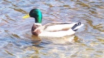 duck