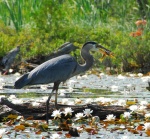 heron