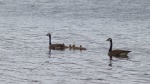 Geese
