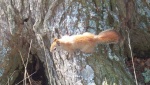 red squirel