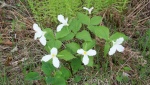 triliums
