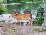 Deer at Dock 2021