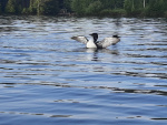 Loons near M B Aug 2021