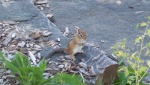 chipmunk